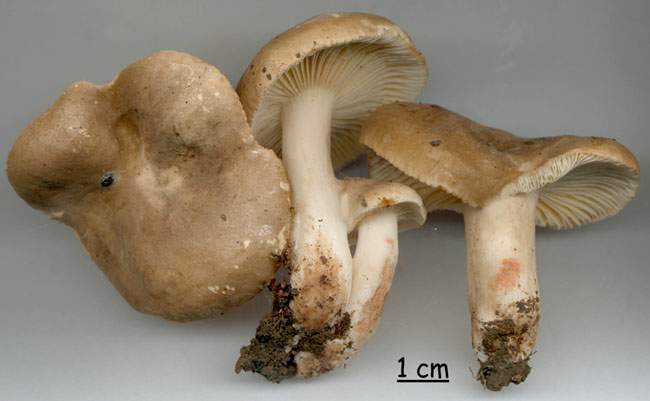 Lactarius ruginosus